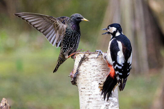 Star (Sturnus vulgaris) und Buntspecht