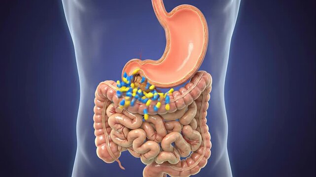 Medical animation showing pills traveling through the human digestive system, dissolving in the stomach, and being absorbed by the intestines, illustrating the process of drug metabolization
