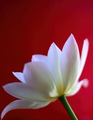 Fototapeta premium Delicate white flower petals slowly unfolding in soft light against a vibrant red background