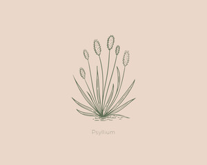 Minimal Botanical Psyllium Plant Illustration Hand Drawn Herbal Medicinal Herb Design © NajmulHussain
