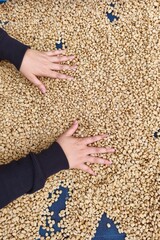 Close up of coffee beans drying in the sun