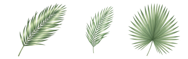 Fototapeta premium Three green palm leaves on transparent background