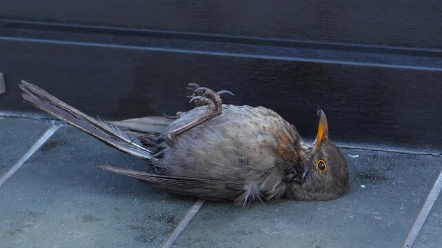 A wounded bird. A close-up shot of a wounded female thrush, the bird lying on its back.