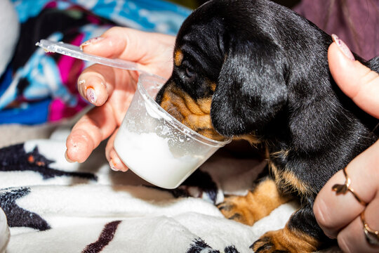 woman feeds  small dachshund puppy with  special mixture from plastic cup, black with tan markings, weak, feed, carefully eats, dirty muzzle