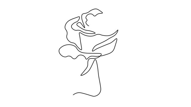 rosebud,bud of rose, Self drawing animation one continuous line draw, logo on white background