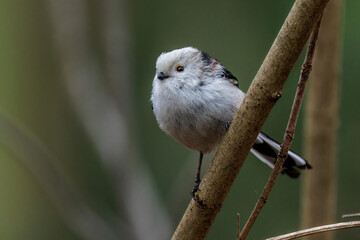 Schwanzmeise (Aegithalos caudatus) © Rolf Müller