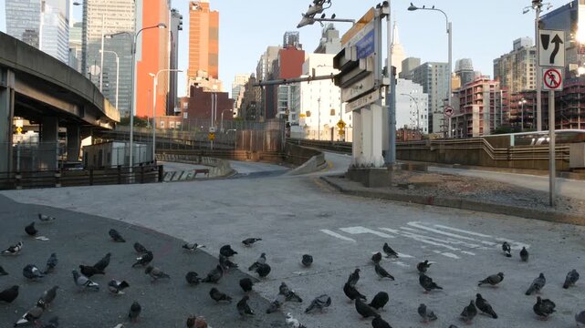 New York City, United States of America. Manhattan Midtown Hells Kitchen urban cityscape architecture. Pigeon birds. Empire State Building on 34 street, 5 avenue. Skyscraper tower, Port Authority area