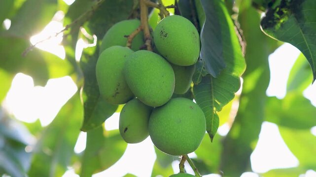 Fresh green mangoes hanging on a tree in warm morning sunlight with soft lens flare. Natural, organic farming concept, tropical fruit and healthy freshness theme