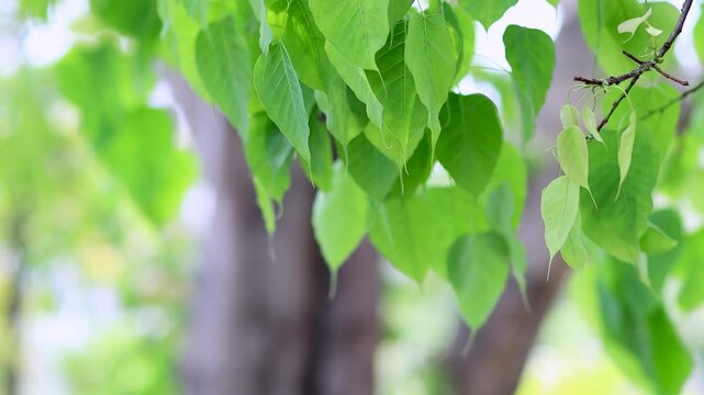 Fresh green Bodhi leaves swaying in soft breeze with natural sunlight, creating a calm background, peaceful atmosphere. Perfect for nature, meditation, and environmental themes