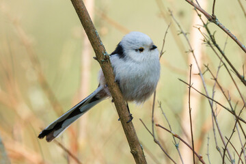 Schwanzmeise (Aegithalos caudatus) © Rolf Müller