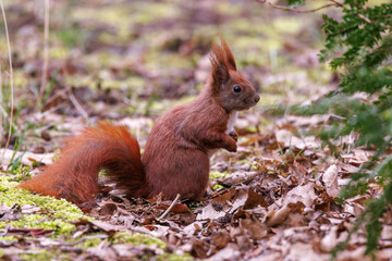 Eichhörnchen (Sciurus vulgaris) © Rolf Müller