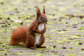 Eichhörnchen (Sciurus vulgaris) © Rolf Müller