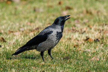 Fototapeta premium Nebelkrähe (Corvus corone cornix)