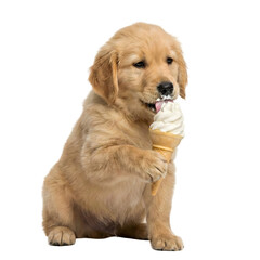 Fototapeta premium Adorable puppy enjoying an ice cream cone