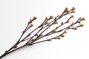 Minimalist arrangement of slender brown branches with soft white fuzzy buds on a clean white background, evoking calm and spring renewal