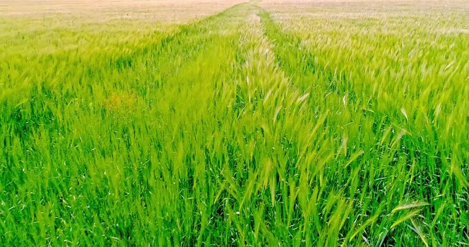 Green Barley Field Moving in the Wind &ndash; Close Up Agricultural Landscape