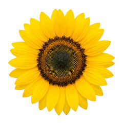 Obraz premium Golden sunflower bloom