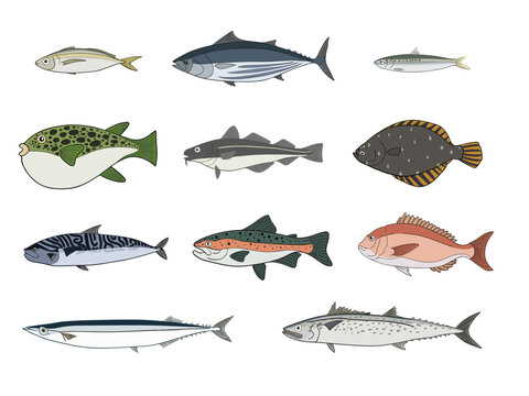 Japanese Food Fish Set Vector Illustration &ndash; Aji, Tuna, Salmon, Tai, Iwashi, Karei, Fugu, Bonito, Sawara, Sanma