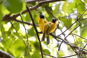 Obraz premium A pair of Ruby-throated Bulbul, Rubigula dispar Chirping and enjoying the morning on a tree branch while looking for food