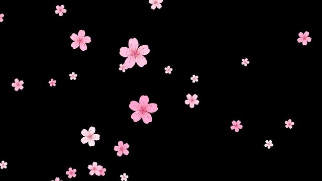 Spring Sakura Cherry Blossom Falling Alpha Channel Floral Animation, nature pink petals and buds season and spring sale isolated social media motion design element