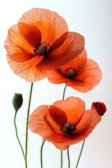 Fototapeta premium Three vibrant orange poppy blooms with delicate translucent petals, hairy green stems and a seed pod against a minimal white background conveying calm elegance