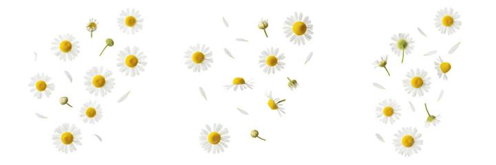 Set of fresh chamomile flowers and buds isolated on white © Druvh