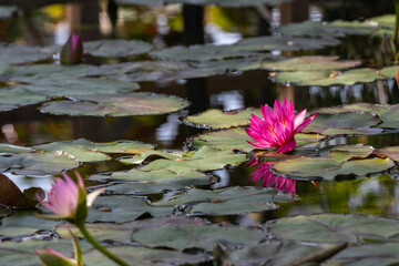 水面に浮かぶピンク色の睡蓮の花（愛知県豊田市）