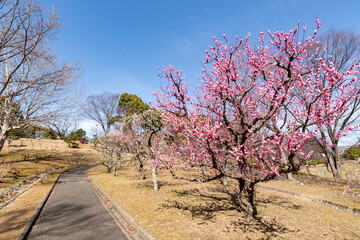 西山公園の梅の花（愛知県豊田市）
