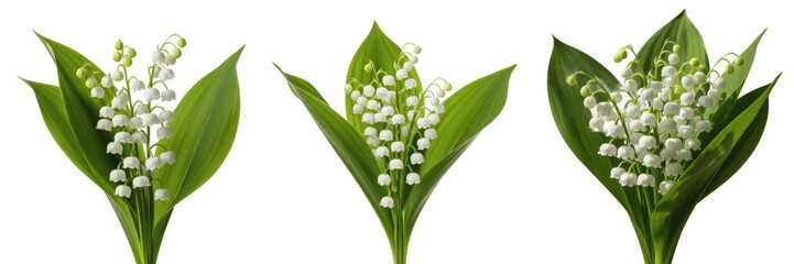 Bouquets of blooming lily of the valley flowers with green leaves isolated on white