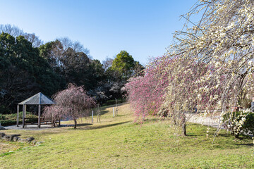 平芝公園の梅の花（愛知県豊田市）