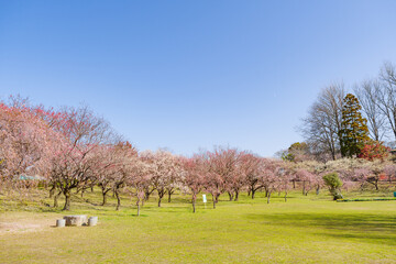 平芝公園の梅林（愛知県豊田市）