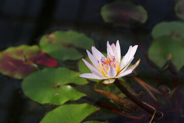 水面に浮かぶスイレン「ムラサキシキブ」の花（愛知県豊田市）