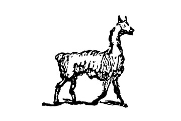 Llama, South American camelid, showcasing its long neck, woolly coat, and gentle expression, old vintage illustration, 1897.