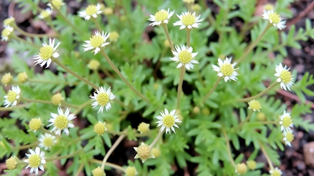Narrow-Leaf Chalksticks | Senecio vitalis