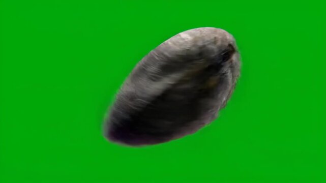 A dark mussel or clam shell rotates on a green screen. Use for chroma keying, visual effects, marine life.