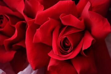 Naklejka premium Close up view on fresh red roses elegant bouquet indoors. Romantic dating and wedding background