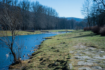 Rzeka Wisła w Ustroniu na Śląsku w Polsce zimą z kaczkami w wodzie. © Franciszek