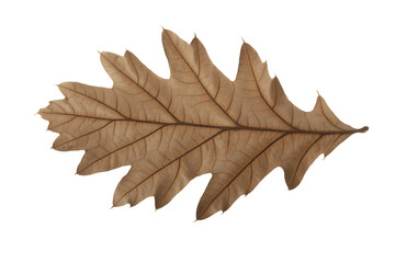 Fototapeta premium Dried brown oak leaf with veins and serrated edges isolated on a transparent background