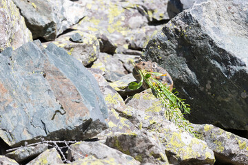 A pika sits on a large rock. Close-up. Altai