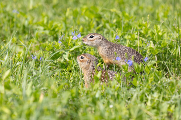 Fototapeta premium Speckled ground squirrel animal standing in the grass close up
