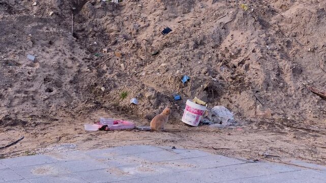 Orange cat sitting on dirt ground beside construction debris and garbage, representing urban environmental issues and animal abandonment