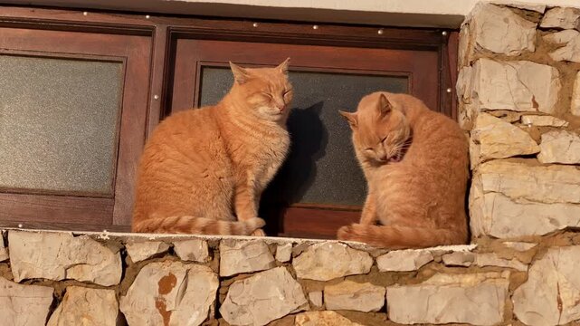 Two ginger cats grooming themselves and relaxing, catching sunlight on an old stone wall ledge with a wooden window