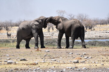 Elefanten Liebkosung nach Baden © Simon