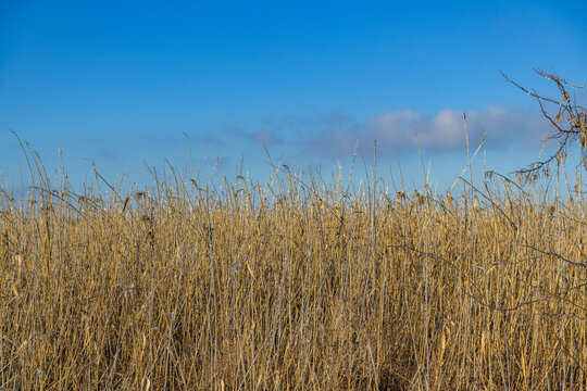 Dry bulrush plants on a meadow in winter