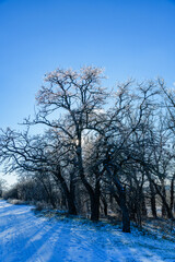 Fototapeta premium Trees covered with ice on sunset. Winter landscape