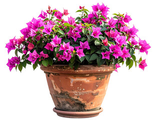 A vibrant pot of bougainvillea blooms, with rich pink blossoms and green foliage