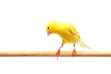 首をかしげるカナリア　カナリヤ　白バック