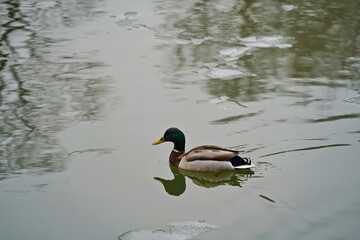 Obraz premium Ducks swim in the city pond in the park area. The change of season from winter to spring.