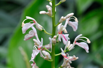 アオノクマタケラン