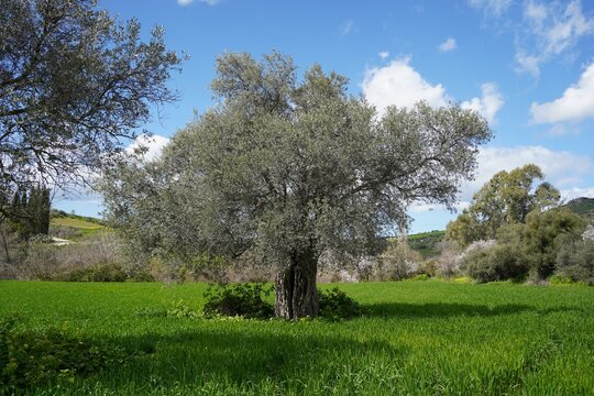 Oilve tree in lush green cornfield in february (winter/spring) in Cyprus (Skarfos)